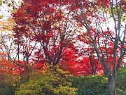 散策路の紅葉